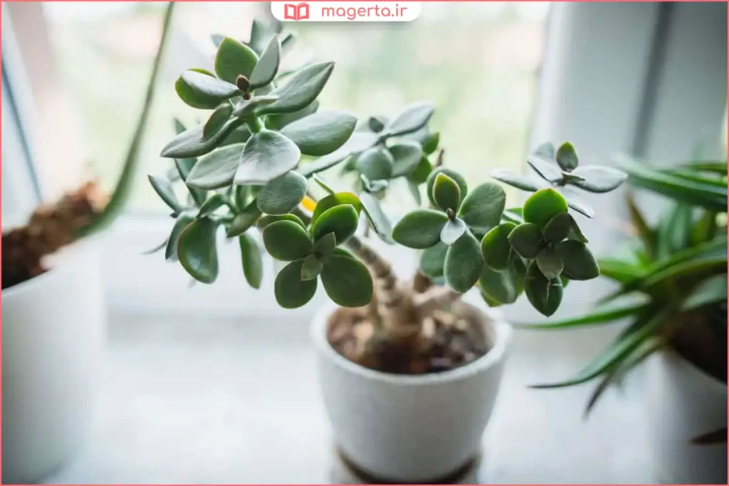 برگ‌های گوشتی گیاه یشم در طبیعت با نور مستقیم خورشید
