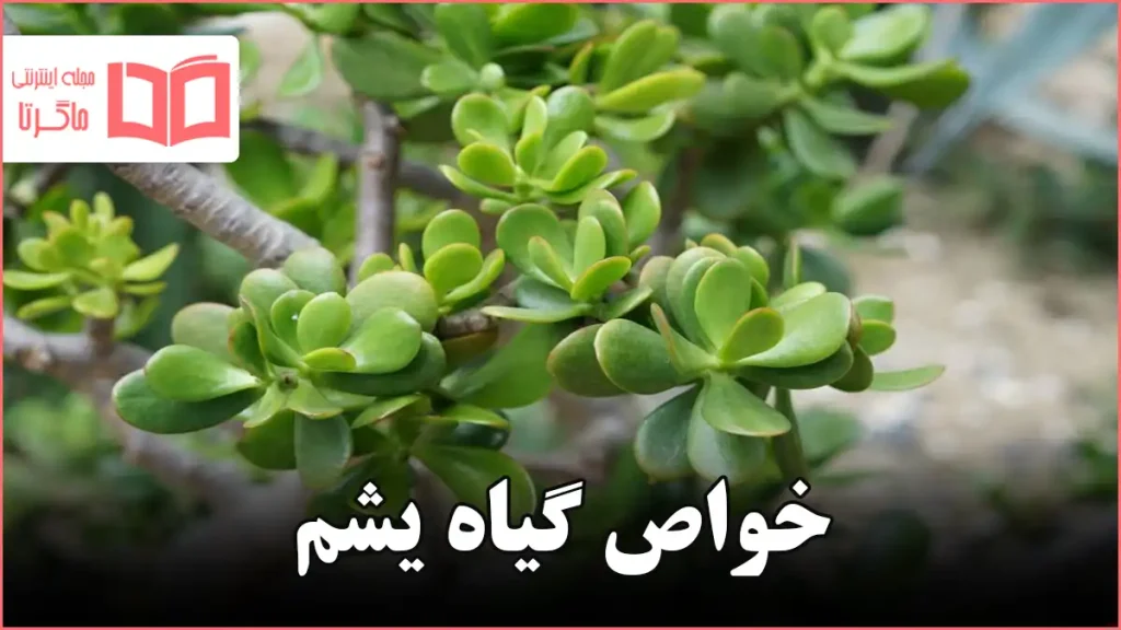 خواص گیاه یشم