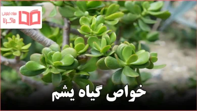 خواص گیاه یشم