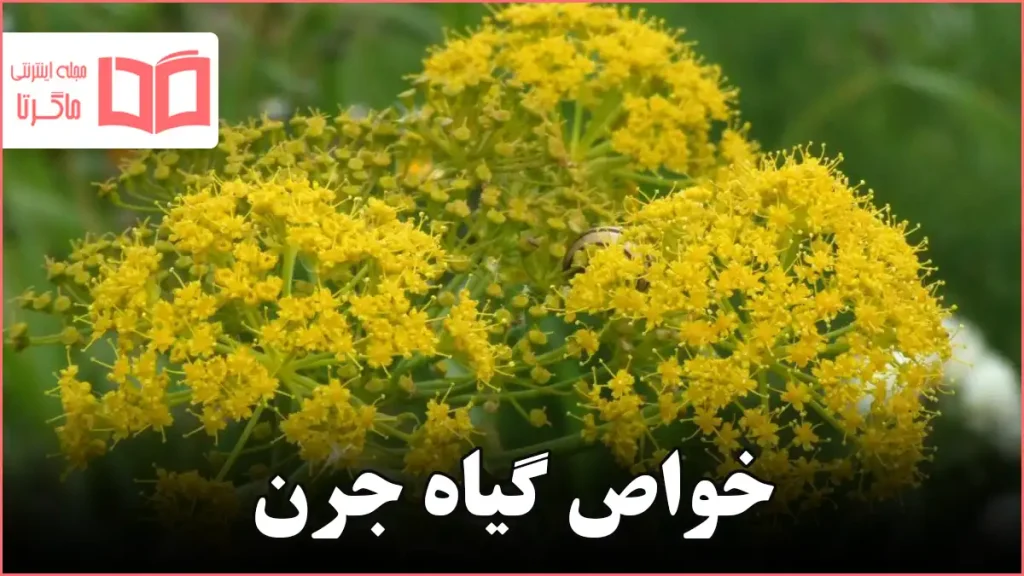 خواص گیاه جرن