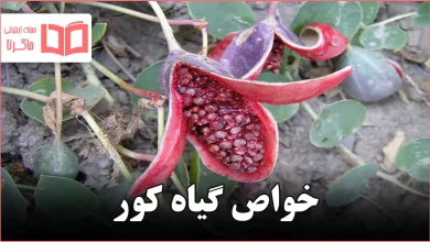 خواص گیاه کور