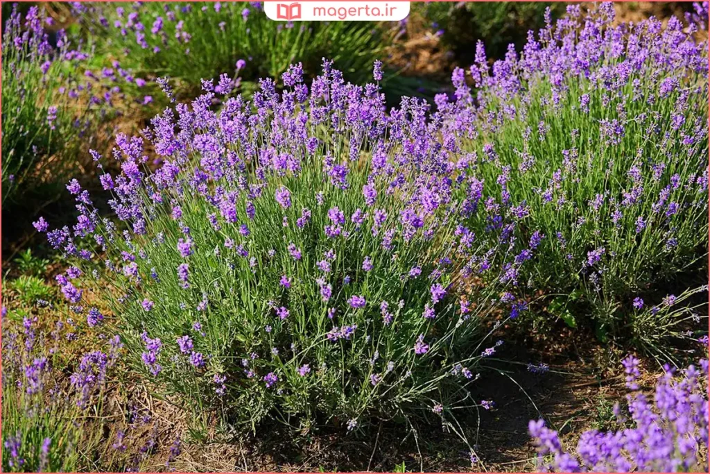 بوته‌های اسطوخودوس در طبیعت کوهستانی و فضای باز