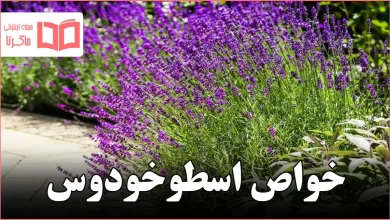 خواص اسطوخودوس