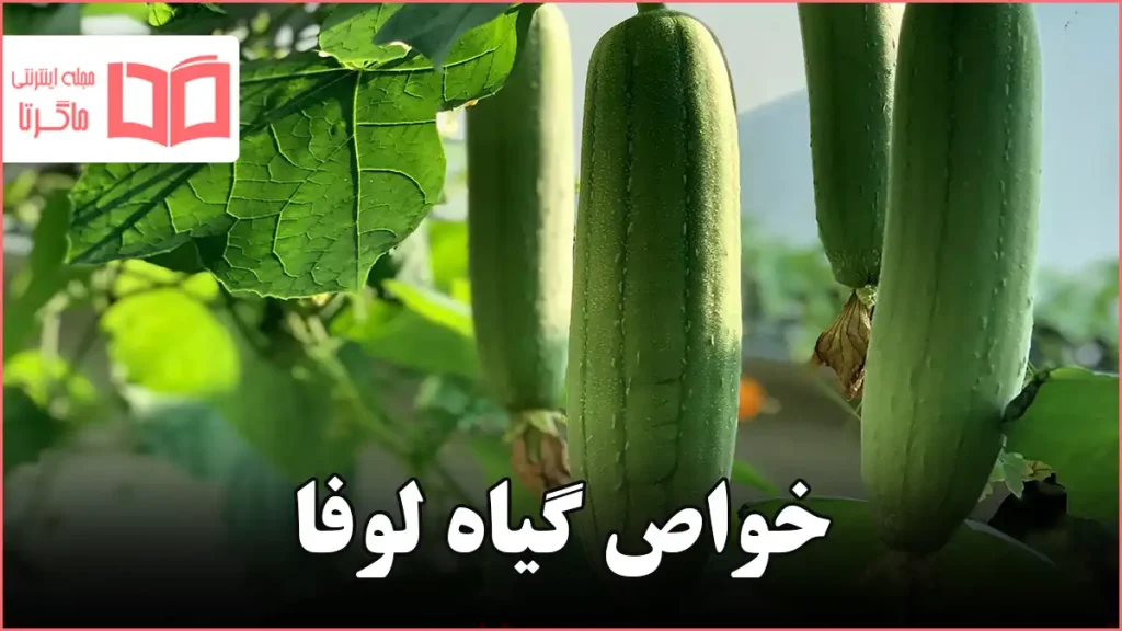 خواص گیاه لوفا