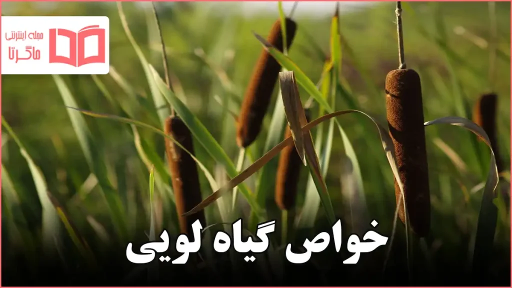 خواص گیاه لویی