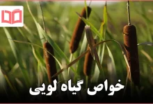 خواص گیاه لویی