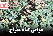 خواص گیاه مفراح