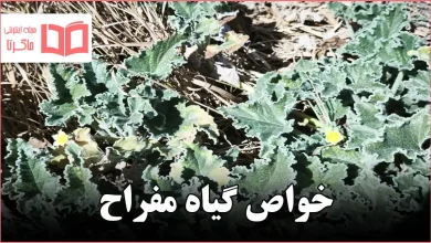 خواص گیاه مفراح