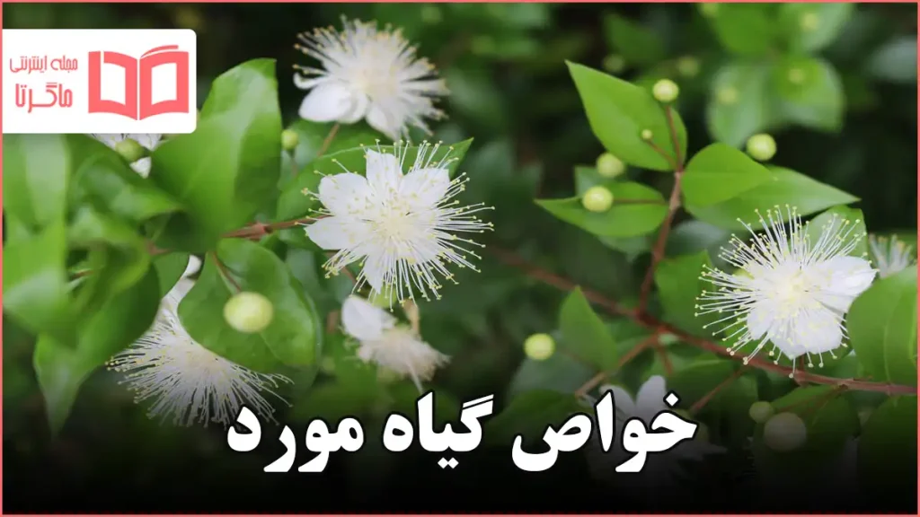 خواص گیاه مورد