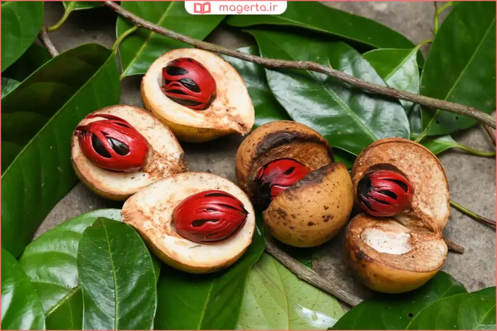 جوز هندی آسیاب‌نشده کنار رنده مخصوص ادویه