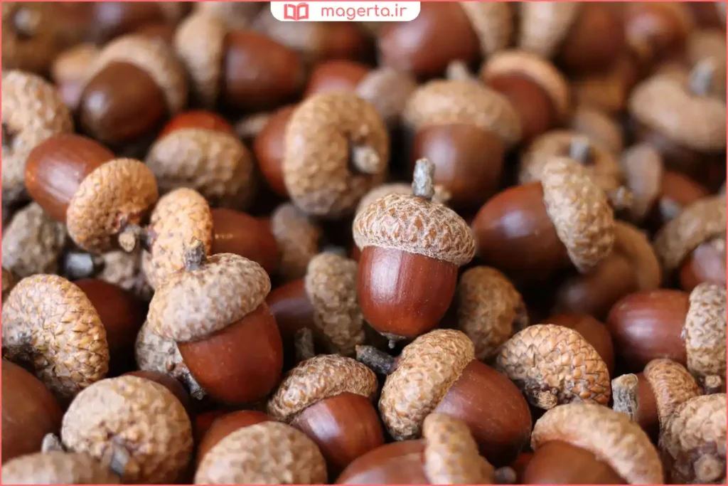 نمای نزدیک از میوه بلوط و کلاهک آن