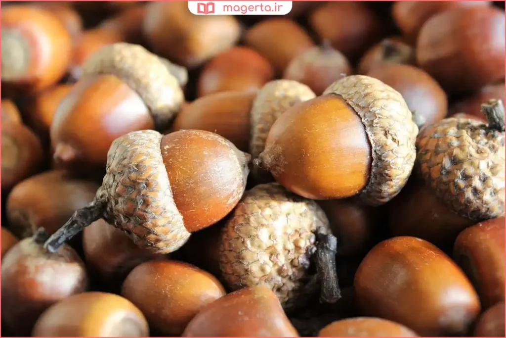 بلوط تازه جمع‌آوری‌شده از زیر درخت