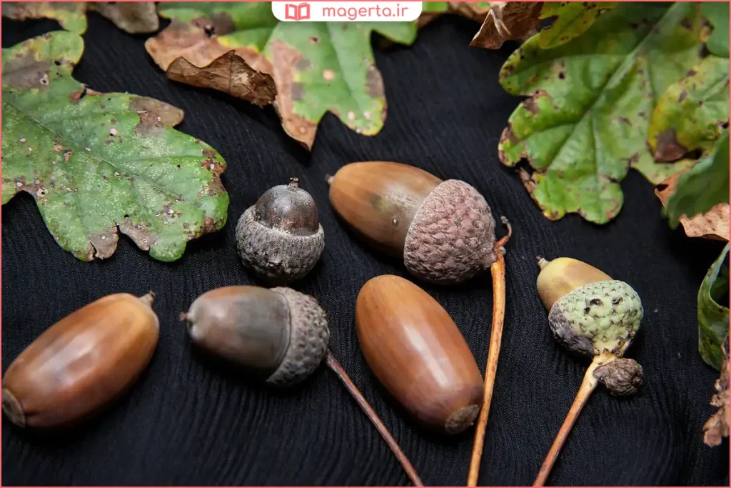 میوه بلوط روی شاخه درخت در فصل برداشت