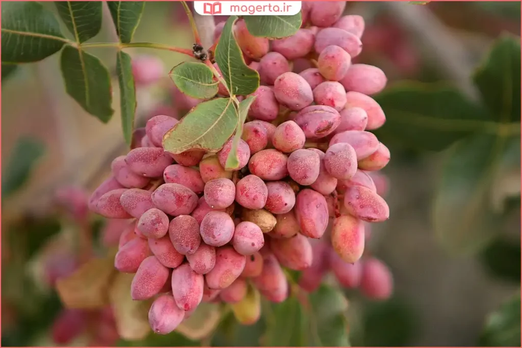 پسته تازه با پوست سبز روی شاخه درخت