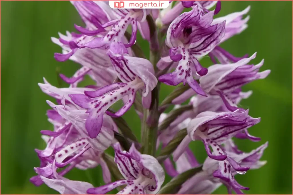 گیاه ثعلب در حال رشد در مراتع کوهستانی و طبیعی