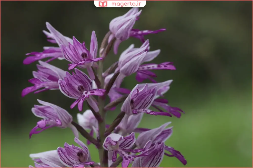 گل‌های گیاه ثعلب در زیستگاه طبیعی و بکر