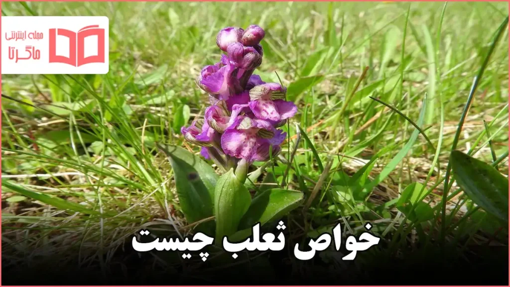 خواص ثعلب چیست