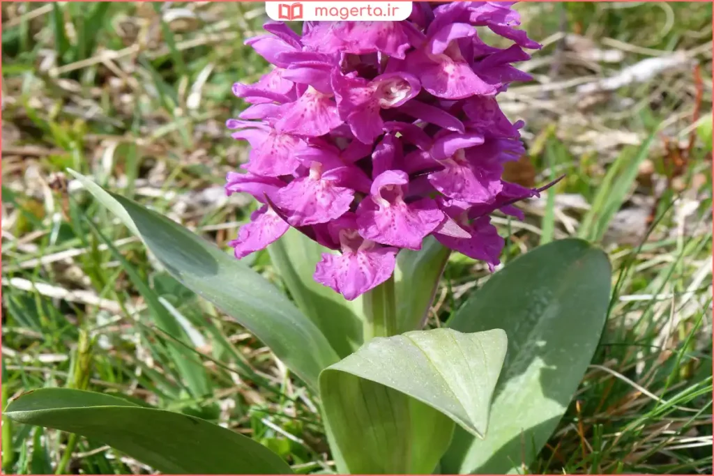 نمای نزدیک از ساقه و برگ‌های گیاه ثعلب در طبیعت