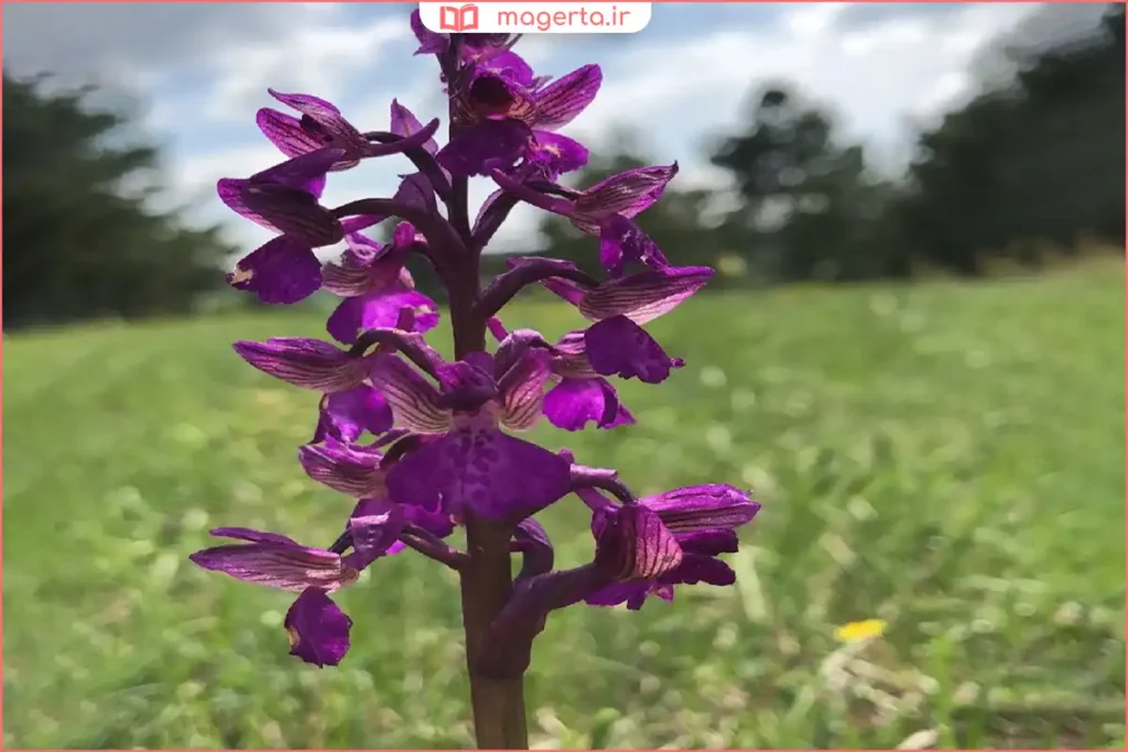 رشد طبیعی گیاه ثعلب در خاک غنی و آب‌وهوای خنک