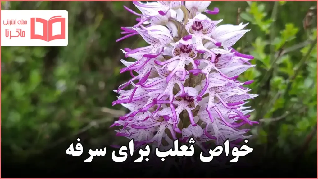 خواص ثعلب برای سرفه
