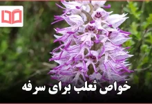 خواص ثعلب برای سرفه
