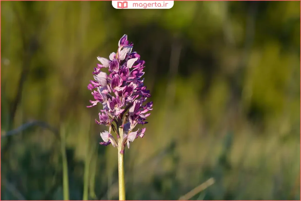 گل‌های گیاه ثعلب در فصل رشد در محیط طبیعی