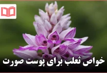 خواص ثعلب برای پوست صورت