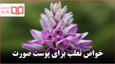 خواص ثعلب برای پوست صورت