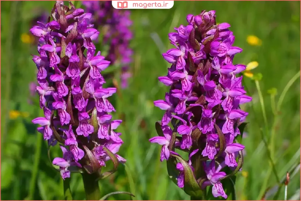 نوشیدنی ثعلب گرم با ترکیبات سنتی مخصوص مردان