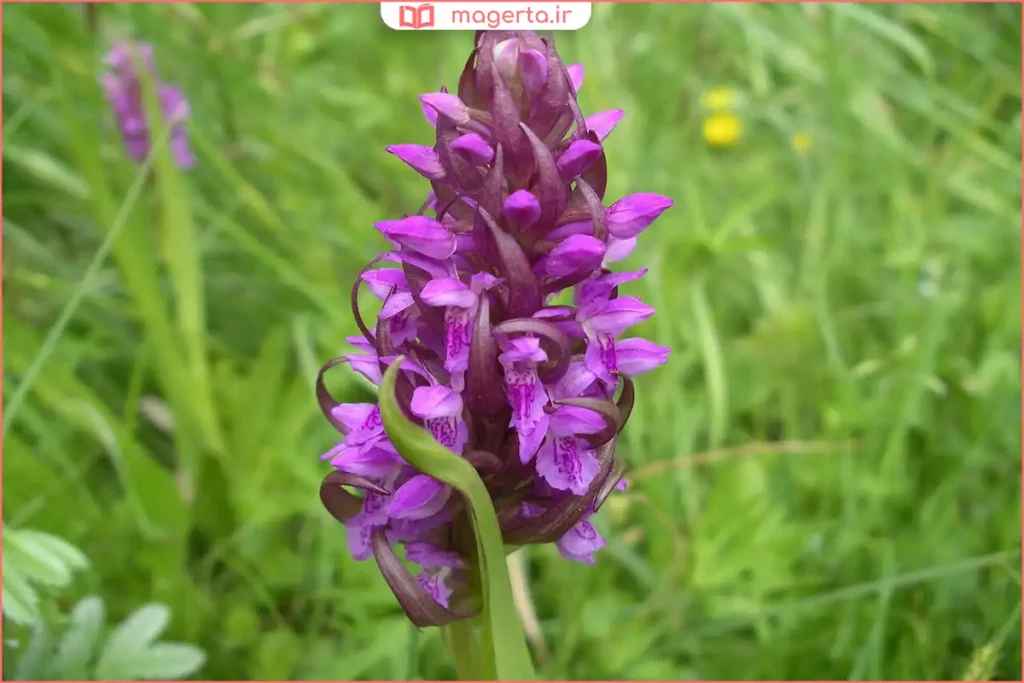 ریشه گیاه ثعلب خشک‌شده با کاربرد دارویی برای مردان