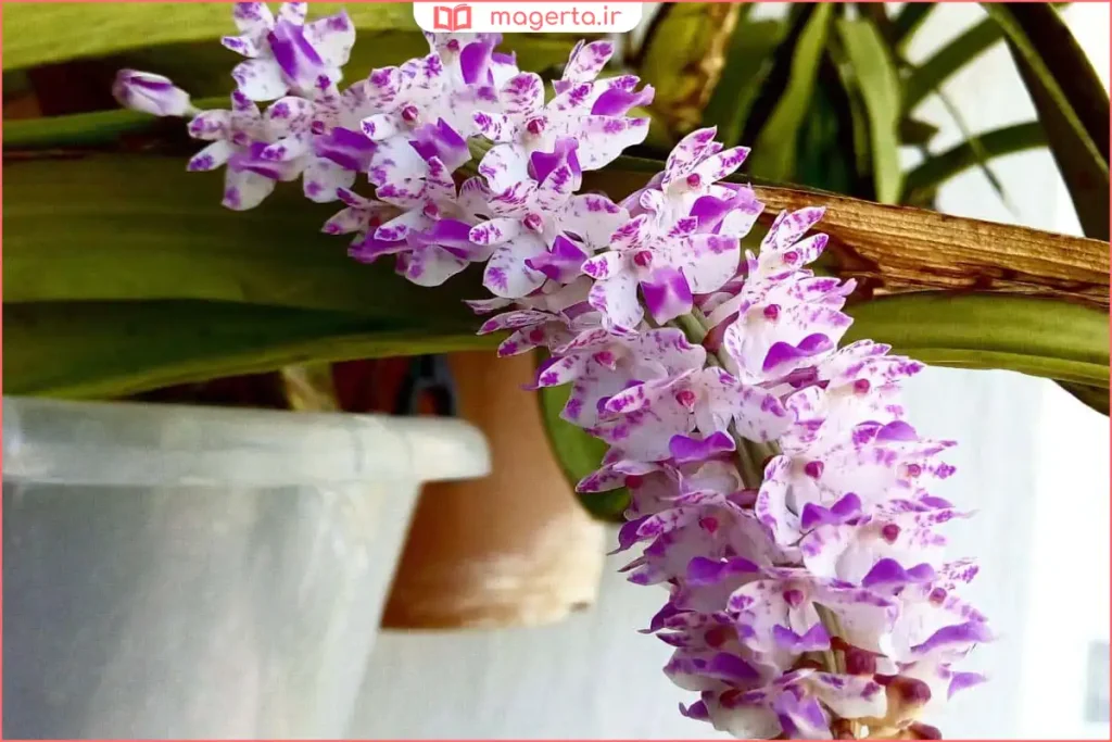 استفاده از ثعلب در طب سنتی برای افزایش انرژی مردان