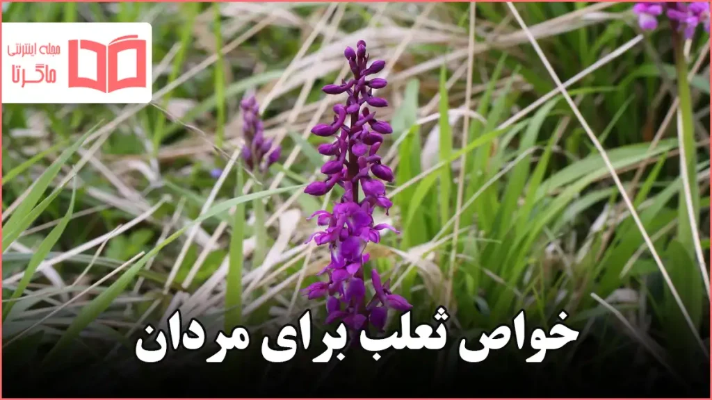 خواص ثعلب برای مردان