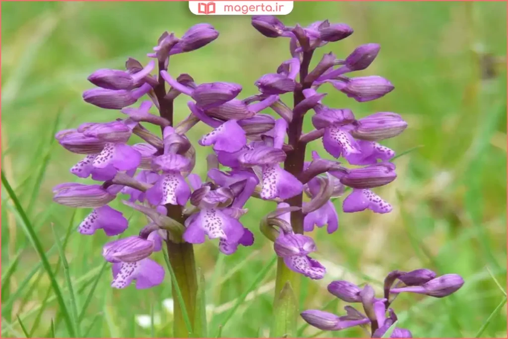 گیاه ثعلب در رویشگاه طبیعی کوهستانی با خاک مرطوب