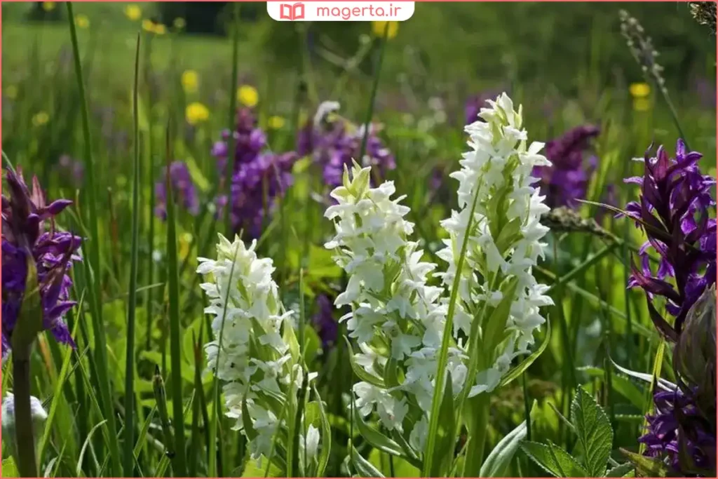 گل‌های گیاه ثعلب در طبیعت در فصل رشد