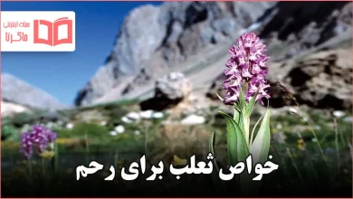 خواص ثعلب برای رحم