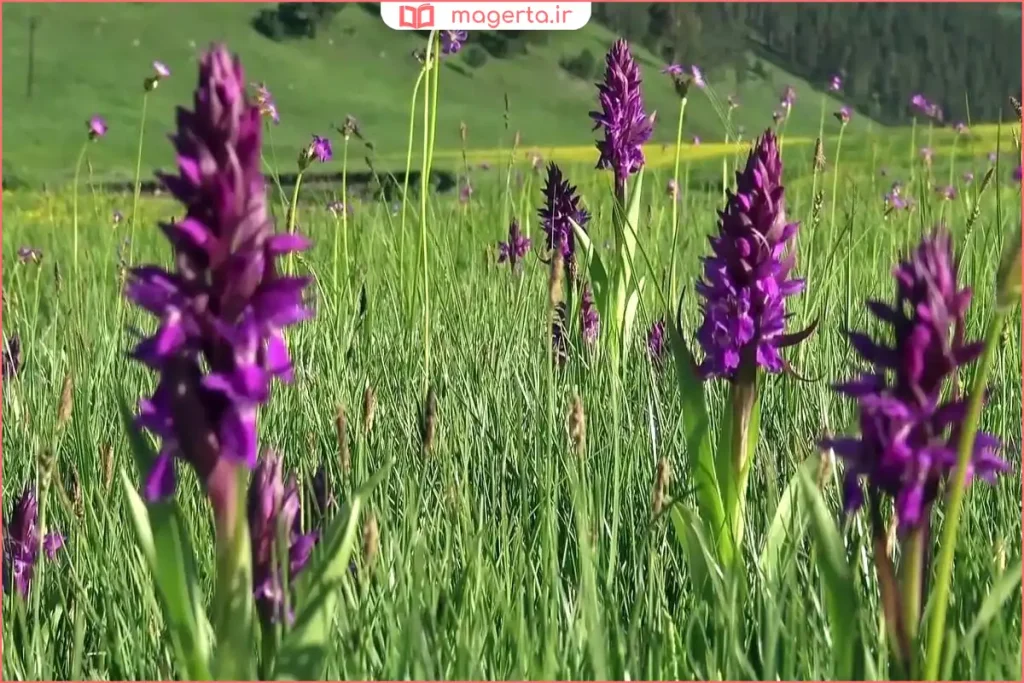 رویش گیاه ثعلب وحشی در مراتع و دامنه کوه