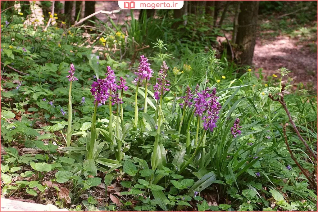 نمای نزدیک از ساختار گیاه ثعلب در طبیعت