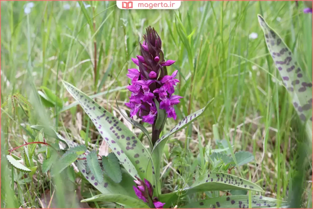 رویش گیاه ثعلب در طبیعت کوهستانی و مراتع مرطوب