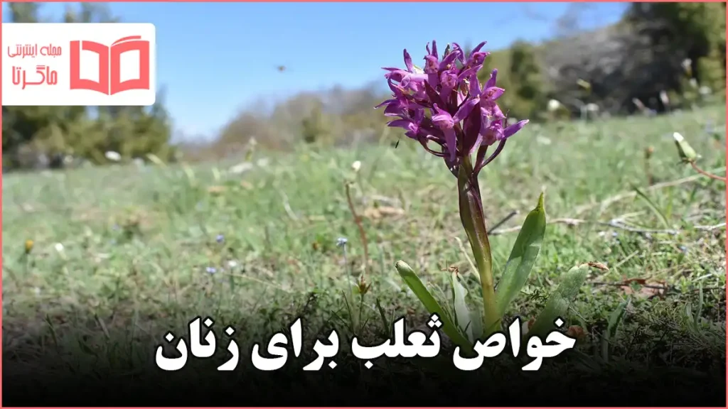 خواص ثعلب برای زنان