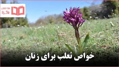 خواص ثعلب برای زنان