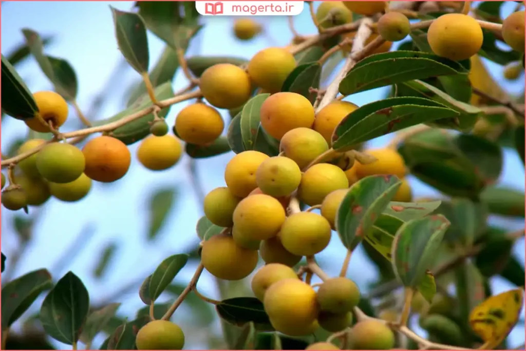 رویش گیاه سدر در مناطق گرم و خشک در محیط طبیعی