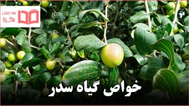 خواص گیاه سدر