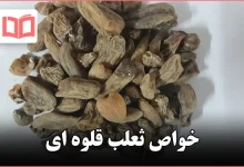 خواص ثعلب قلوه ای