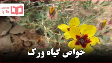 خواص گیاه ورک