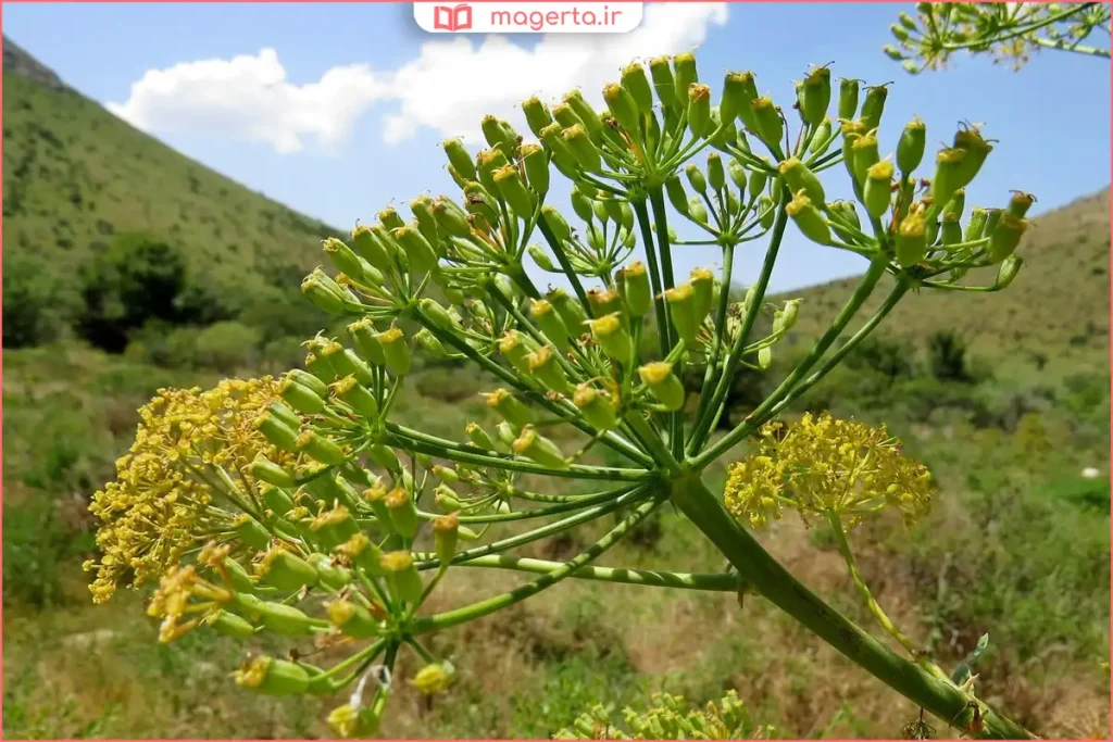 رویش گیاه وشا در طبیعت کوهستانی و مناطق بومی