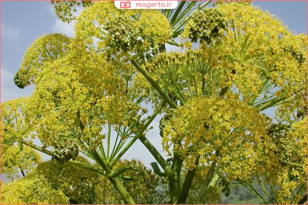 نمای کامل گیاه وشا در محیط طبیعی و دست‌نخورده