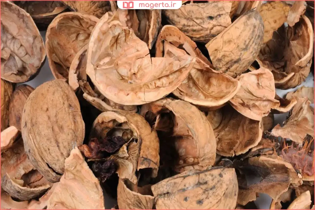 پوست چوبی گردو بهصورت خشکشده پس از جدا شدن از مغز