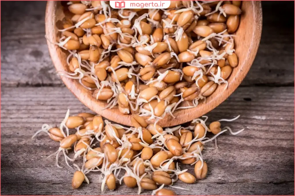 جوانه گندم تازه و آماده مصرف روی سطح روشن