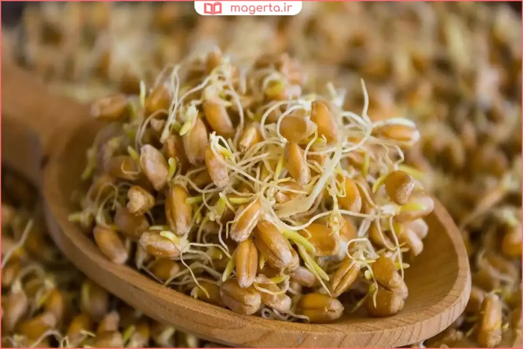 جوانه گندم خانگی پس از چند روز جوانه‌زنی