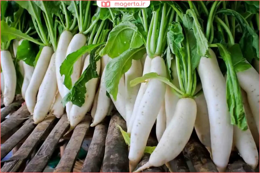 ترب سفید شسته‌شده آماده نگهداری یا مصرف روزانه